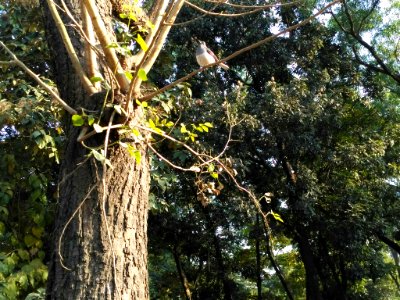 Magpie Robin ( দোয়েল)
