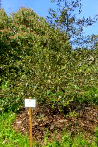 Magnolia figo var. crassipes (Michelia crassipes) - Caerhayes Castle gardens - Cornwall, England - DSC03056