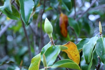 Magnolia-grandiflora-IMG 7157 photo