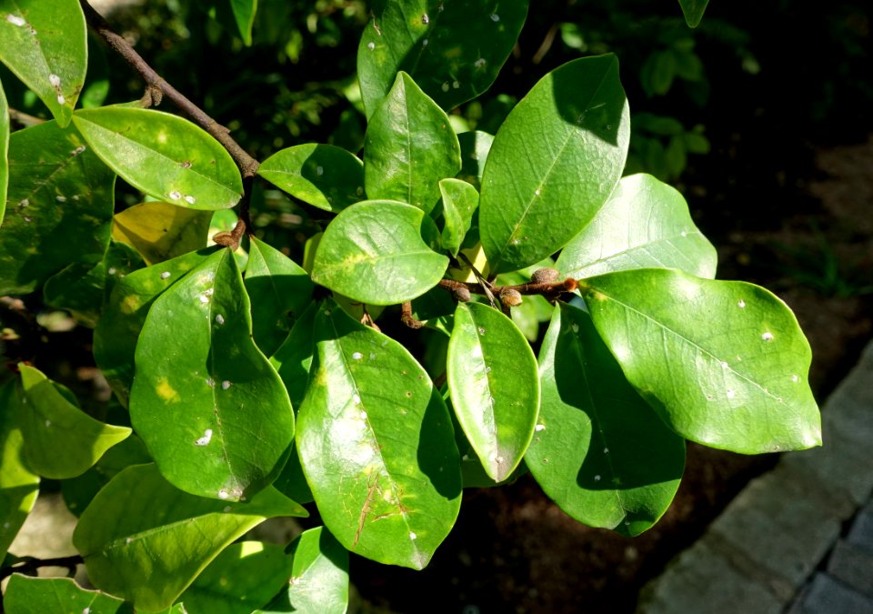 Magnolia figo (Michelia fuscata) - Zilker Botanical Garden - Austin, Texas - DSC08916