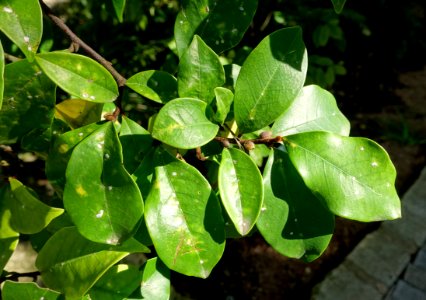 Magnolia figo (Michelia fuscata) - Zilker Botanical Garden - Austin, Texas - DSC08916