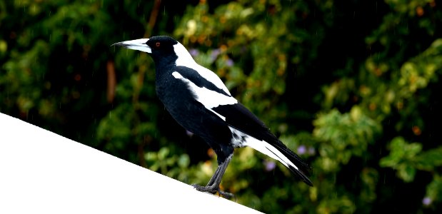 Magpie Shower (150294677)