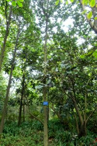 Magnolia lotungensis (Parakmeria lotungensis) - Chengdu Botanical Garden - Chengdu, China - DSC03291