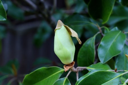 Magnolia-grandiflora-IMG 7120 photo
