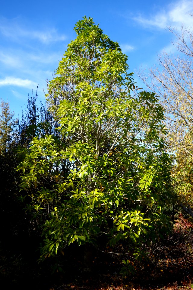 Magnolia sinica (Manglietiastrum sinicum) - Quarryhill Botanical Garden - DSC03402