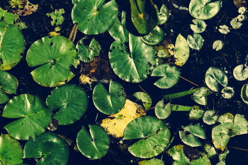 Pond water lily water plant