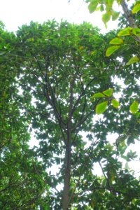 Magnolia lotungensis (Parakmeria lotungensis) - Chengdu Botanical Garden - Chengdu, China - DSC03293
