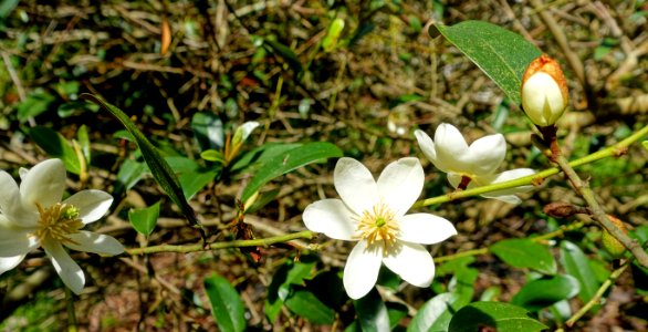 Magnolia figo var. crassipes (Michelia crassipes) - Caerhayes Castle gardens - Cornwall, England - DSC03060