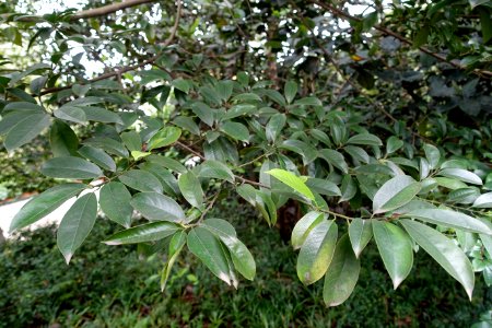 Magnolia ernestii (Michelia wilsonii) - Chengdu Botanical Garden - Chengdu Botanical Garden - Chengdu, China - DSC03330