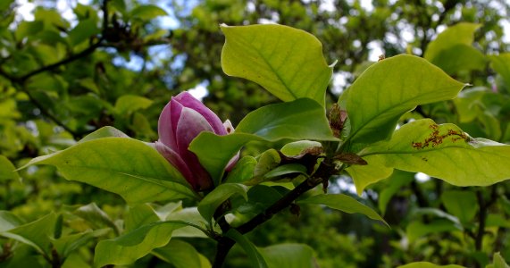 Magnolia - Jardins de Bagatelle photo
