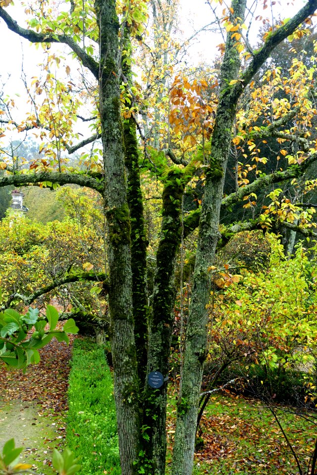 Magnolia acuminata - Jardim Botânico da Universidade de Coimbra - Coimbra, Portugal - DSC08800