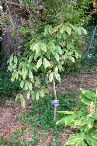 Magnolia cavaleriei - San Francisco Botanical Garden - DSC00107 photo
