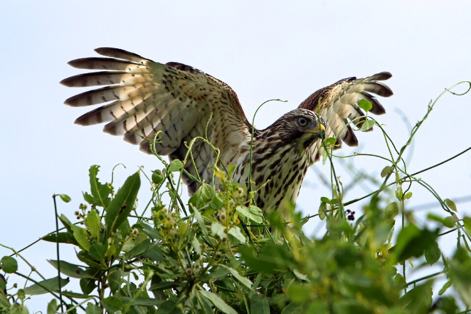 Wildlife bird nature