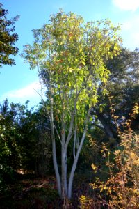 Magnolia maudiae (Michelia maudiae) - Quarryhill Botanical Garden - DSC03393