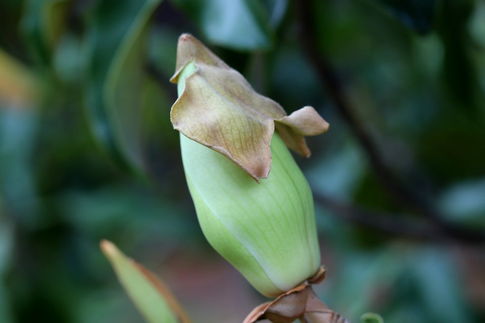 Magnolia-grandiflora-IMG 7122 photo