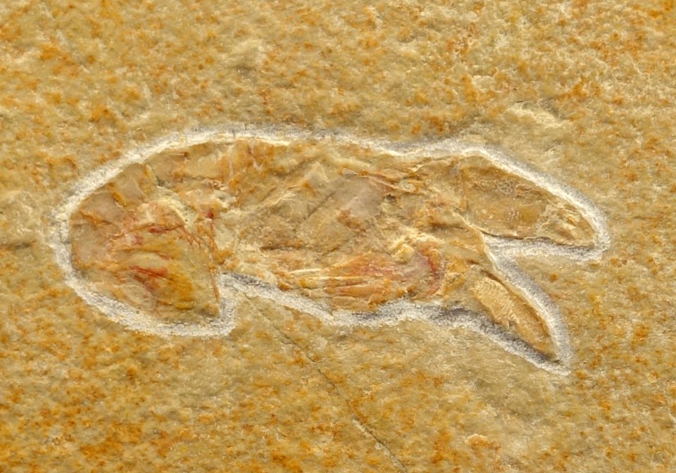 Magila sp. - Museum fur Naturkunde, Berlin - DSC09965