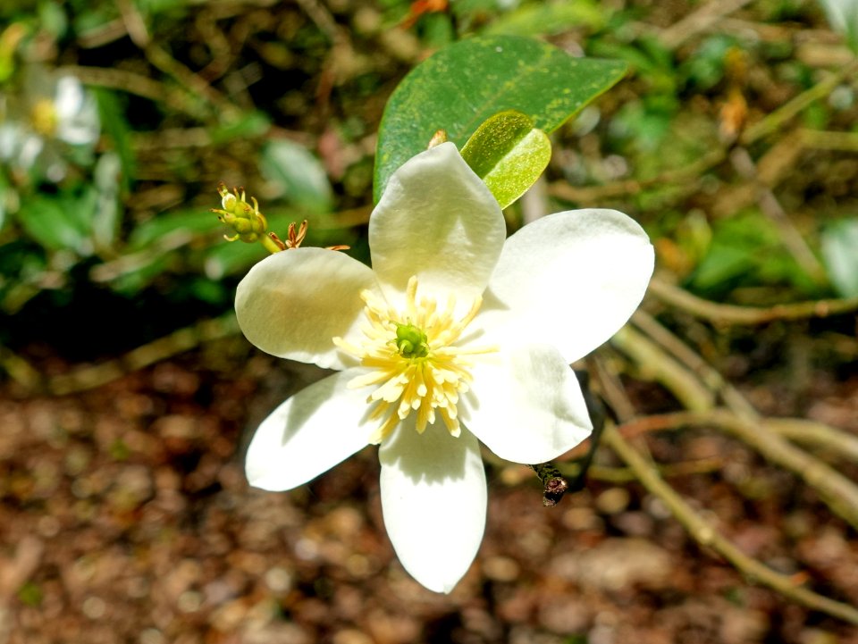 Magnolia figo var. crassipes (Michelia crassipes) - Caerhayes Castle gardens - Cornwall, England - DSC03062