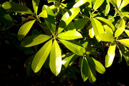 Magnolia sinica (Manglietiastrum sinicum) - Quarryhill Botanical Garden - DSC03405