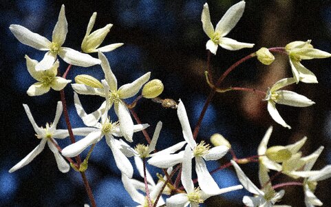Clematis spring bee