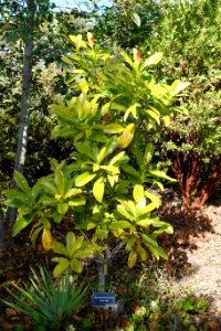 Magnolia sinica (Manglietiastrum sinicum) - Mendocino Coast Botanical Gardens - DSC02074
