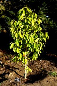 Magnolia champaca - San Francisco Botanical Garden - DSC00088