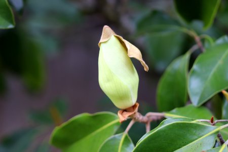 Magnolia-grandiflora-IMG 7139 photo