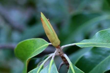 Magnolia-grandiflora-IMG 7121 photo
