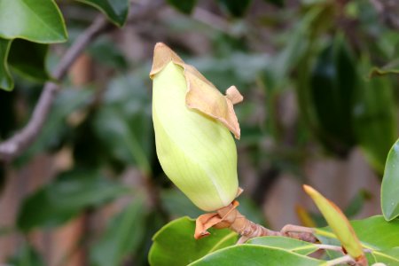Magnolia-grandiflora-IMG 7140 photo