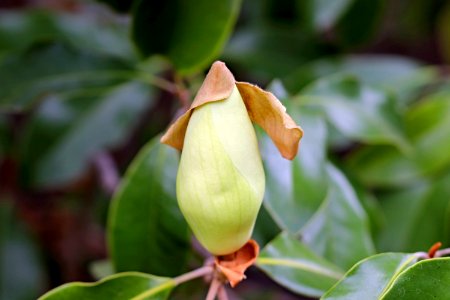 Magnolia-grandiflora-IMG 7143