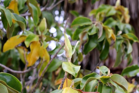 Magnolia-grandiflora-IMG 7147