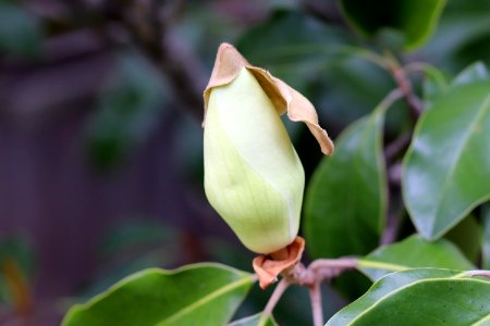 Magnolia-grandiflora-IMG 7142 photo