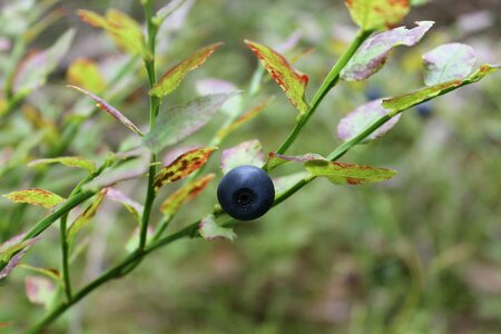 Closeup forest plant