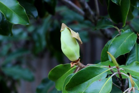 Magnolia-grandiflora-IMG 7155