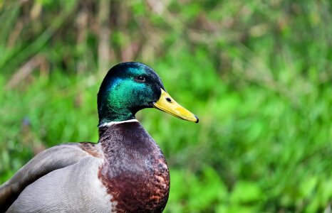 Water bird meadow close up