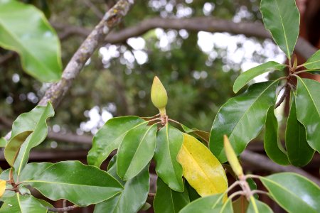 Magnolia-grandiflora-IMG 7136