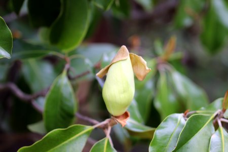 Magnolia-grandiflora-IMG 7138 photo