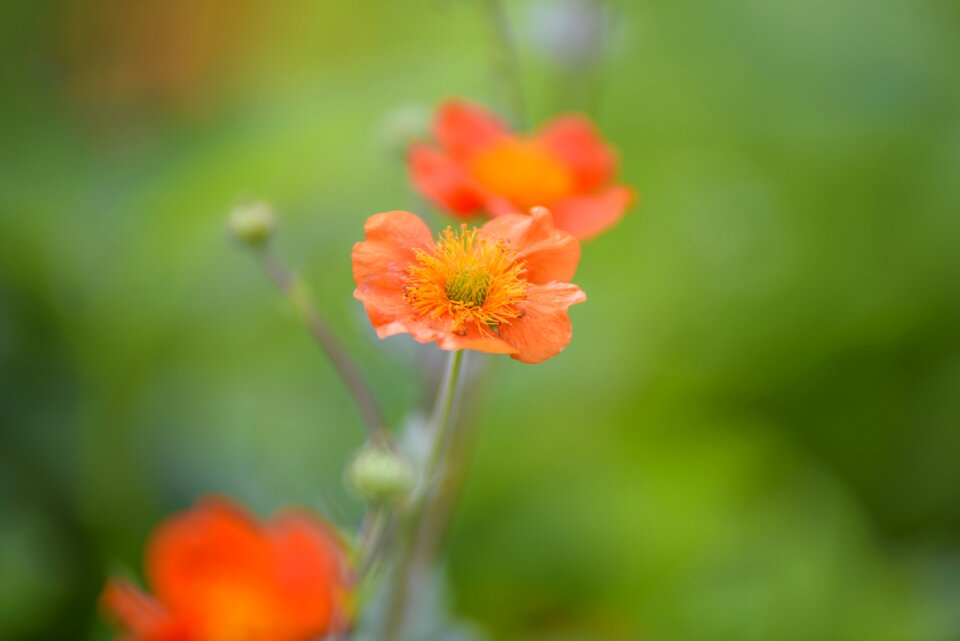 Flowers beauty orange