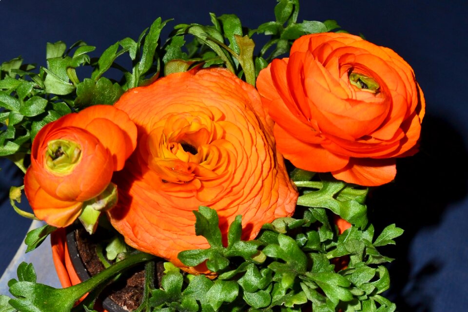 Artificial flowers decoration colorful