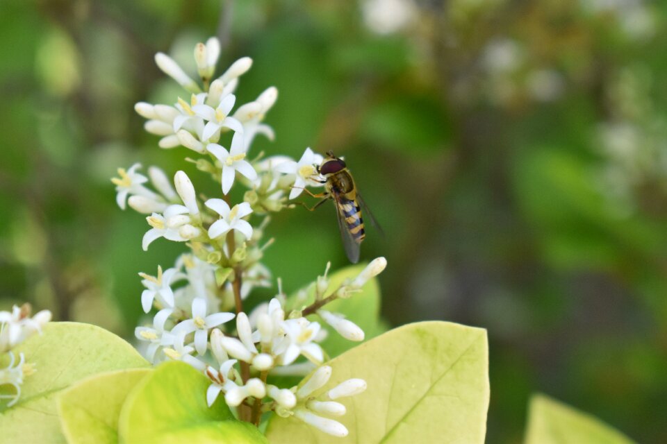 Honeysuckle nature insect