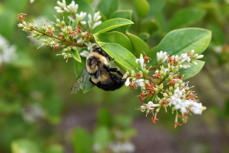 Plant insect nature