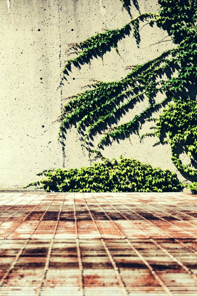 Plant rust vegetation