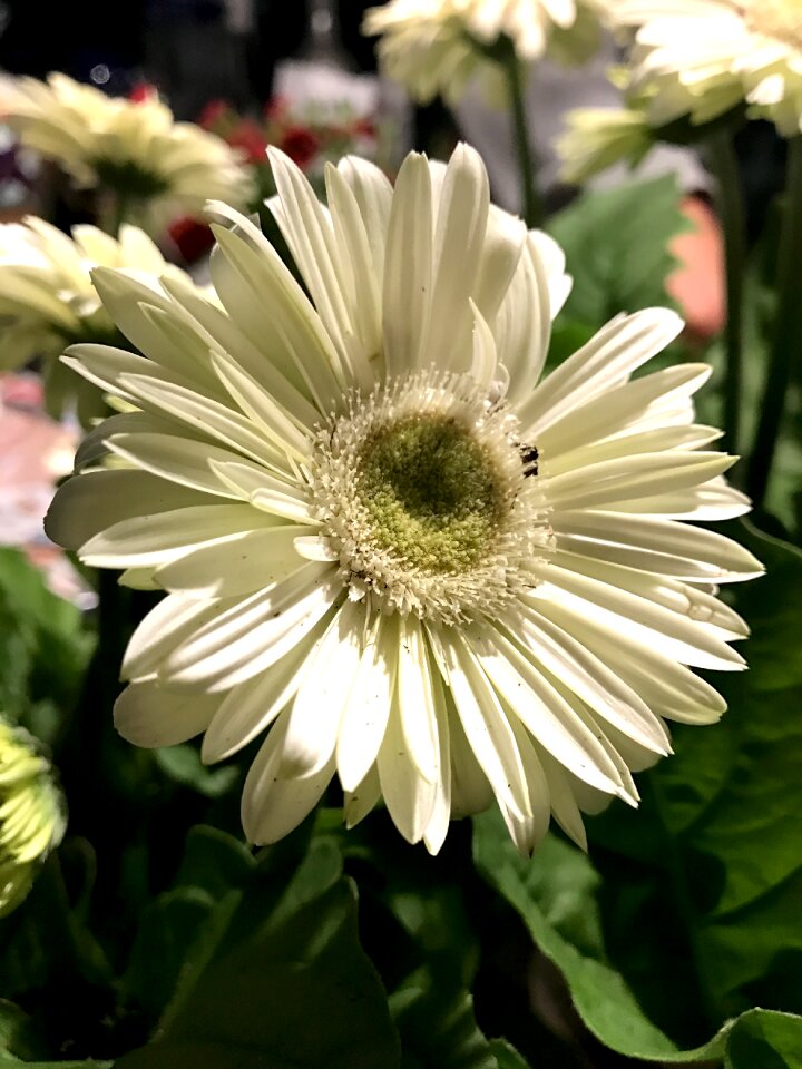 Daisy bloom plant