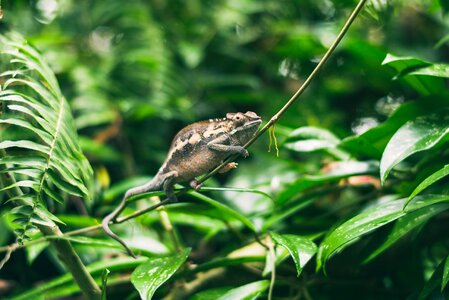 Forest jungle leaves photo