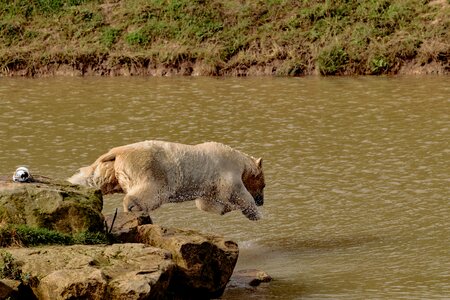 Mammal big nature
