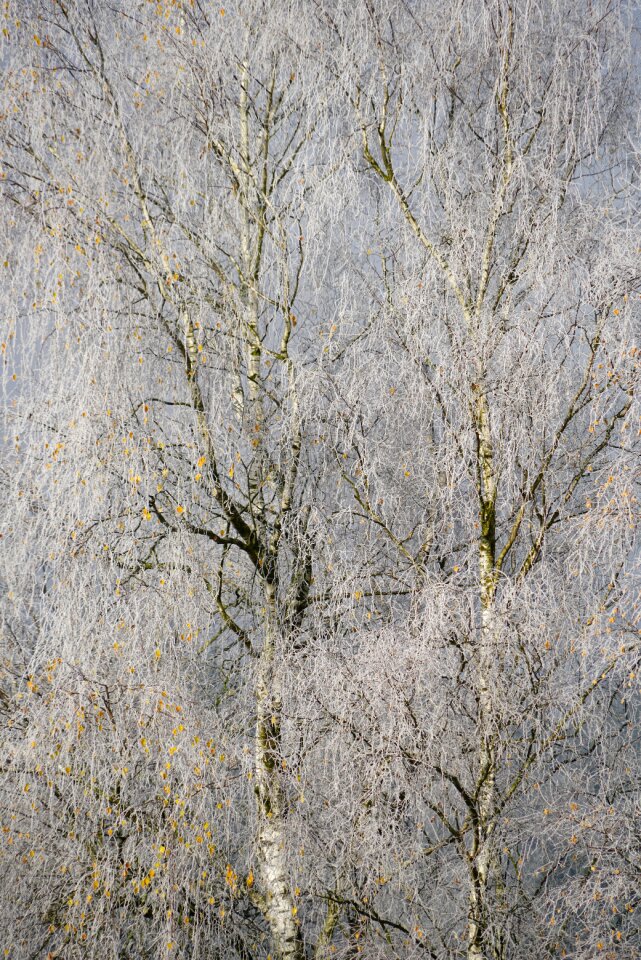 Trees birch wintertime