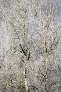Trees birch wintertime