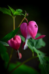 Summer flowers pink flowers petals photo