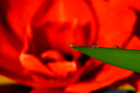 Flower drops amarillis close up photo