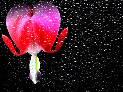 Nature plant spring