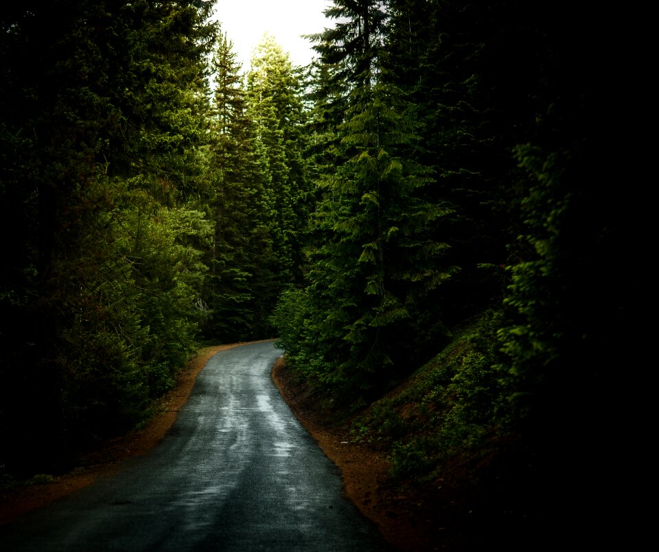 Trees woods black travel